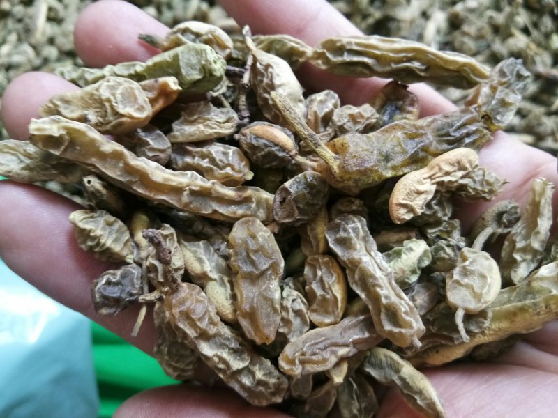 槐角农家晒干无硫干净一公斤起发货批发零售