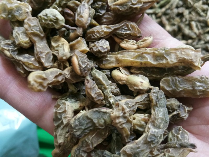 槐角农家晒干无硫干净一公斤起发货批发零售