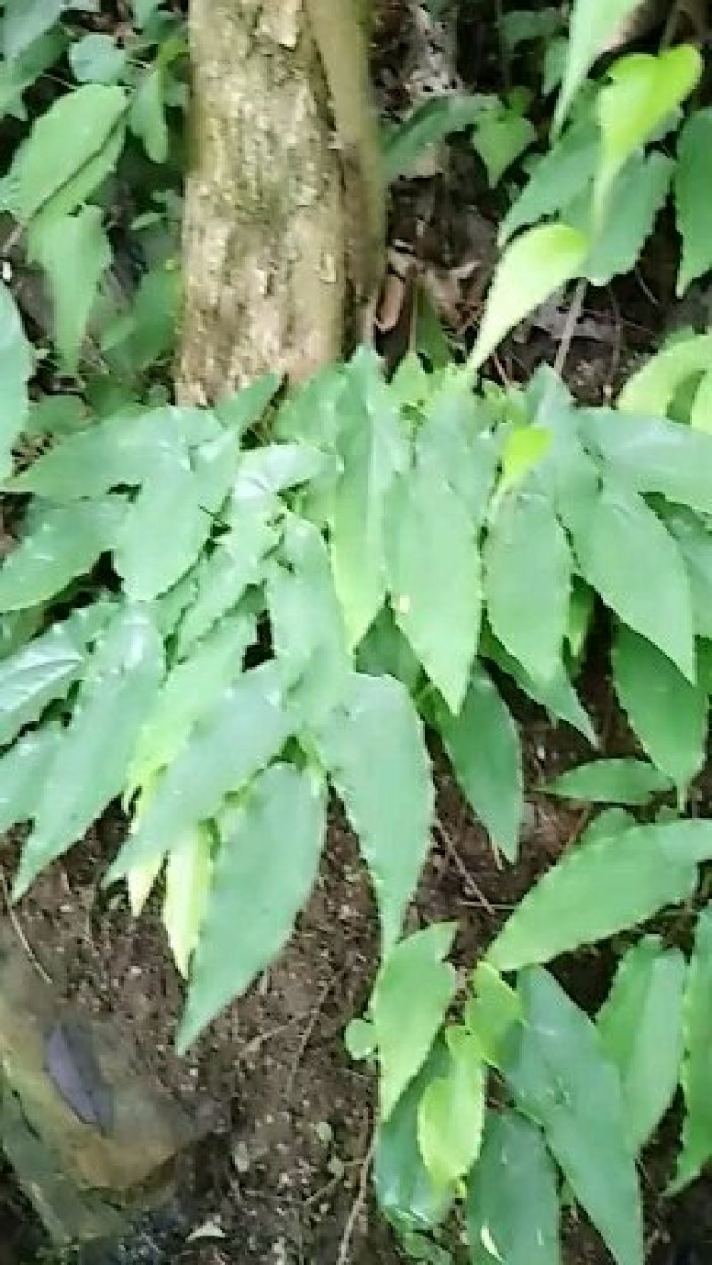 淫羊藿