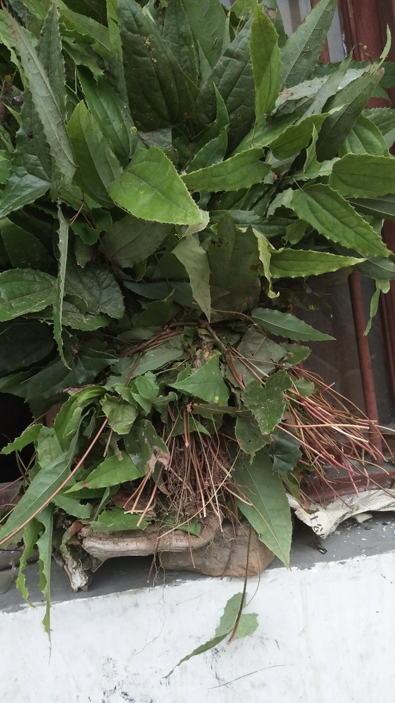 淫羊藿