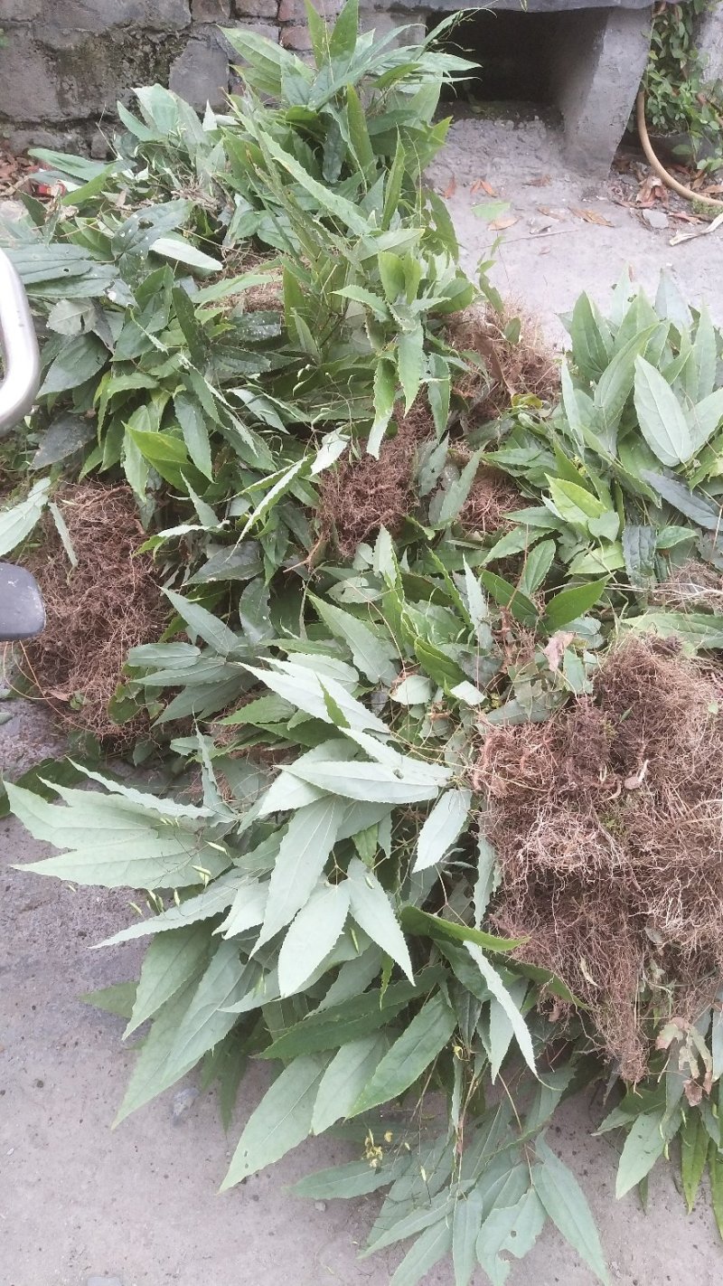 淫羊藿