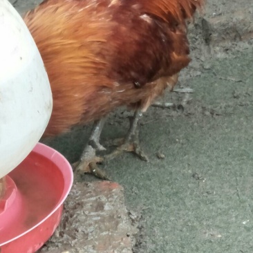 散养土公鸡