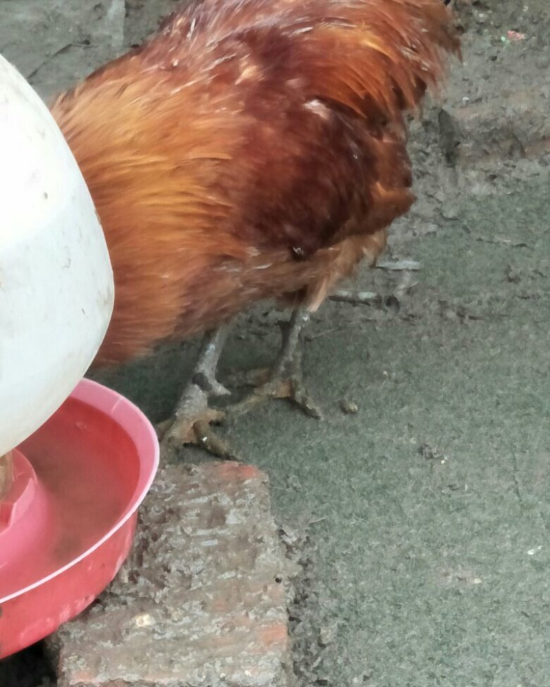 散养土公鸡