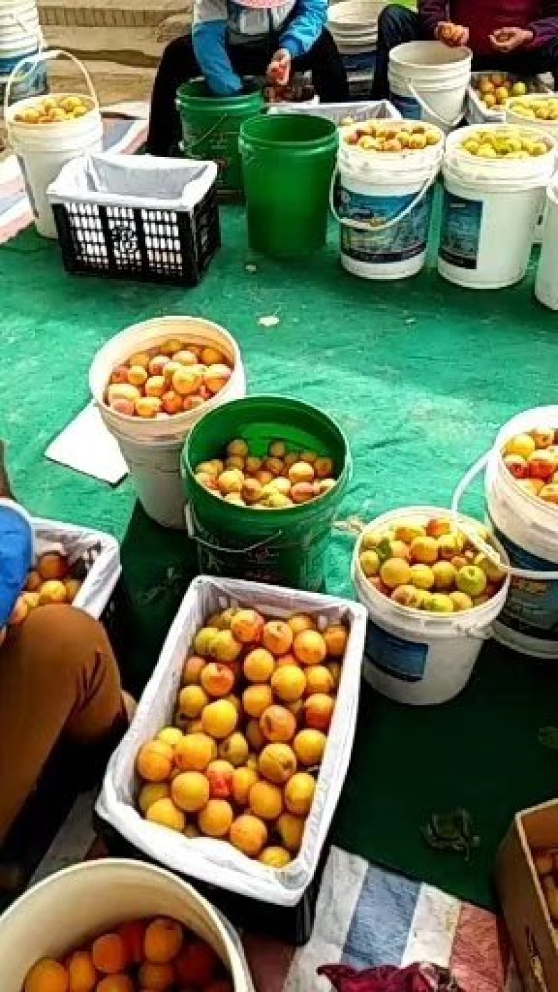 陕西水果大棚丰园红杏，金太阳，金寿，凯特四月十号大量上市