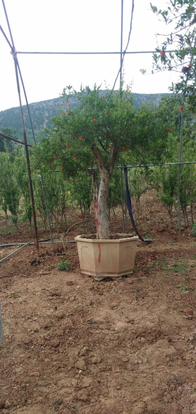 景观石榴树10-40公分各种造型