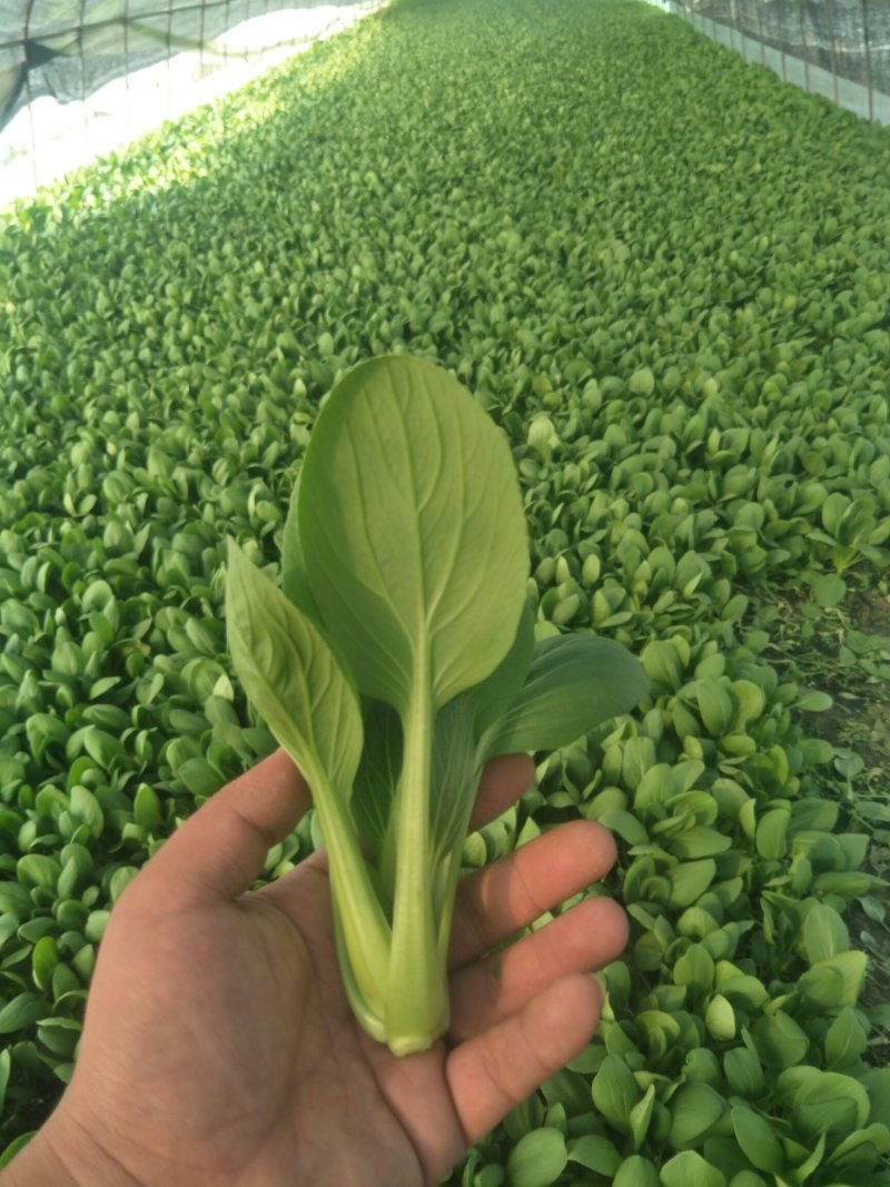 精品青菜，叶菜类，常年不断货，质量有保证，欢迎各位老板洽