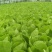 毛白菜，主共食堂，超市，批发市场，食品加工厂，全年无休，