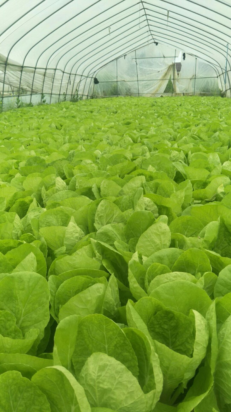 毛白菜，主共食堂，超市，批发市场，食品加工厂，全年无休，