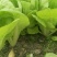 毛白菜，主共食堂，超市，批发市场，食品加工厂，全年无休，