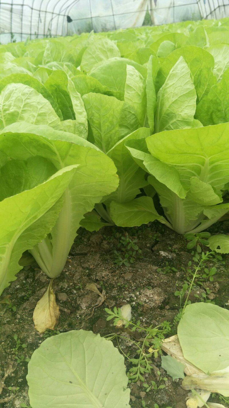 毛白菜，主共食堂，超市，批发市场，食品加工厂，全年无休，