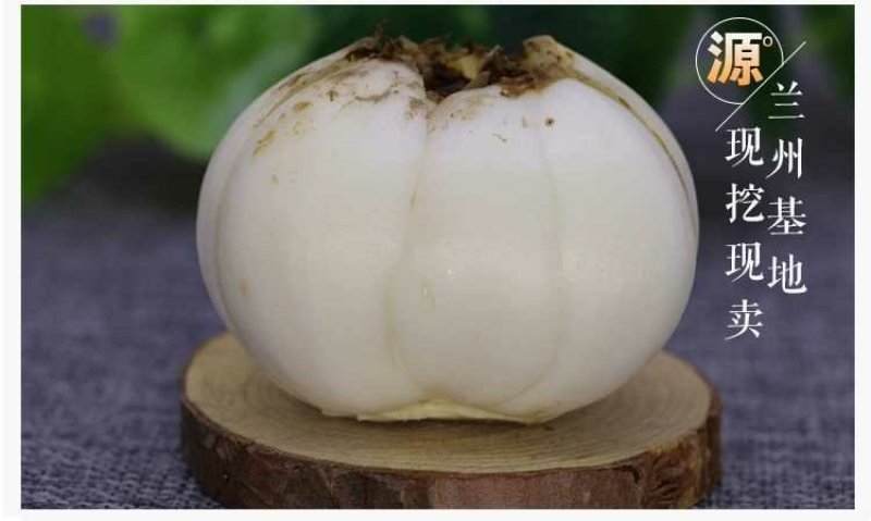 鲜百合三头皇药食两用现挖现发，真空包装