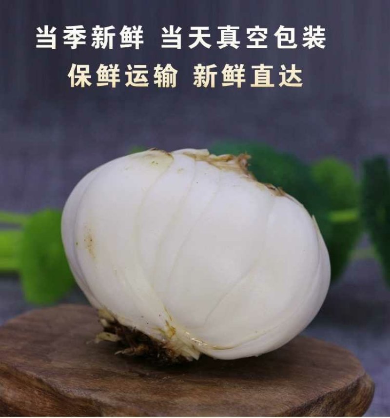 鲜百合三头皇药食两用现挖现发，真空包装