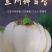 鲜百合三头皇药食两用现挖现发，真空包装