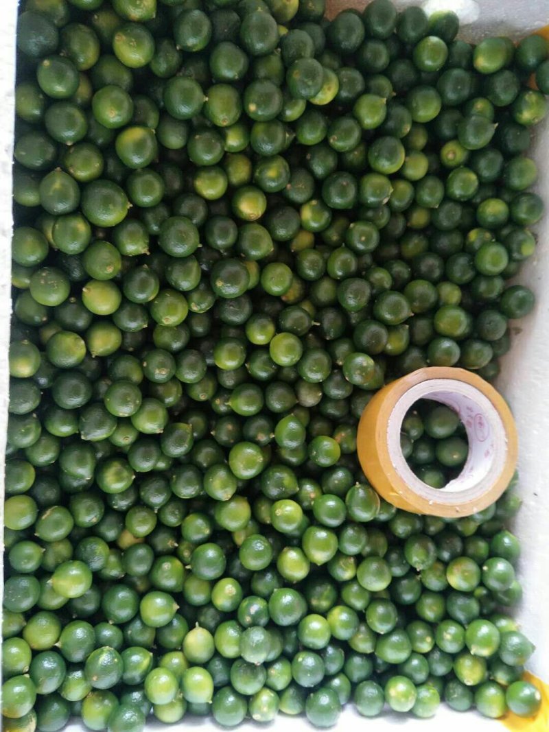 海南金桔