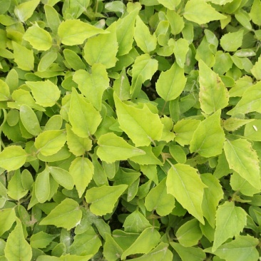 楸树小苗