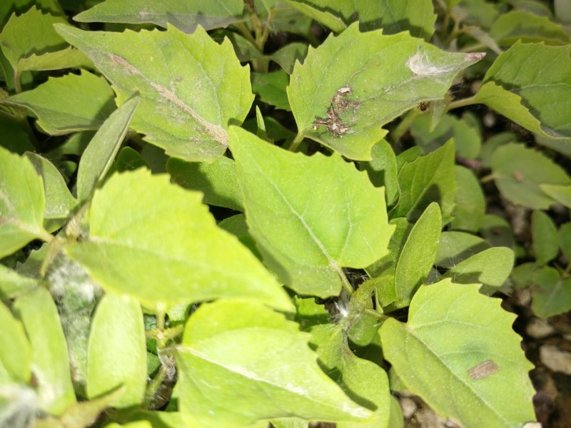 楸树小苗