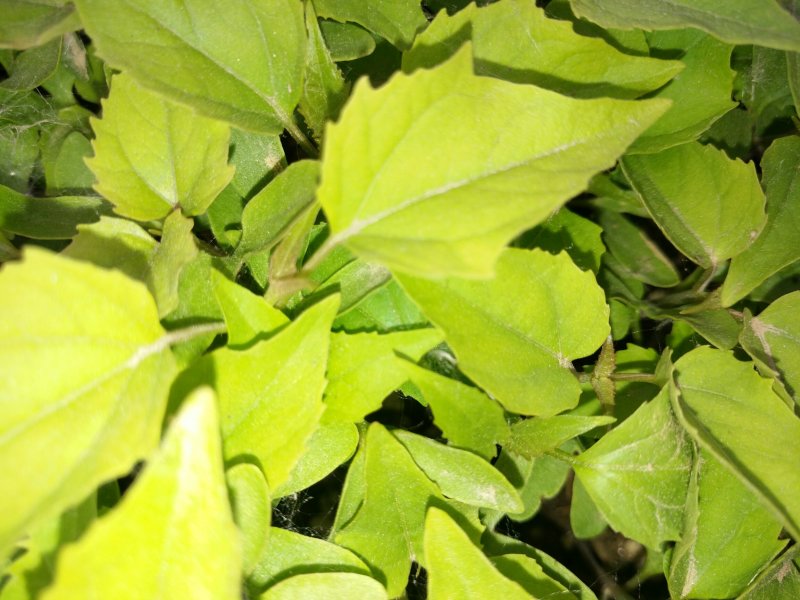 楸树小苗