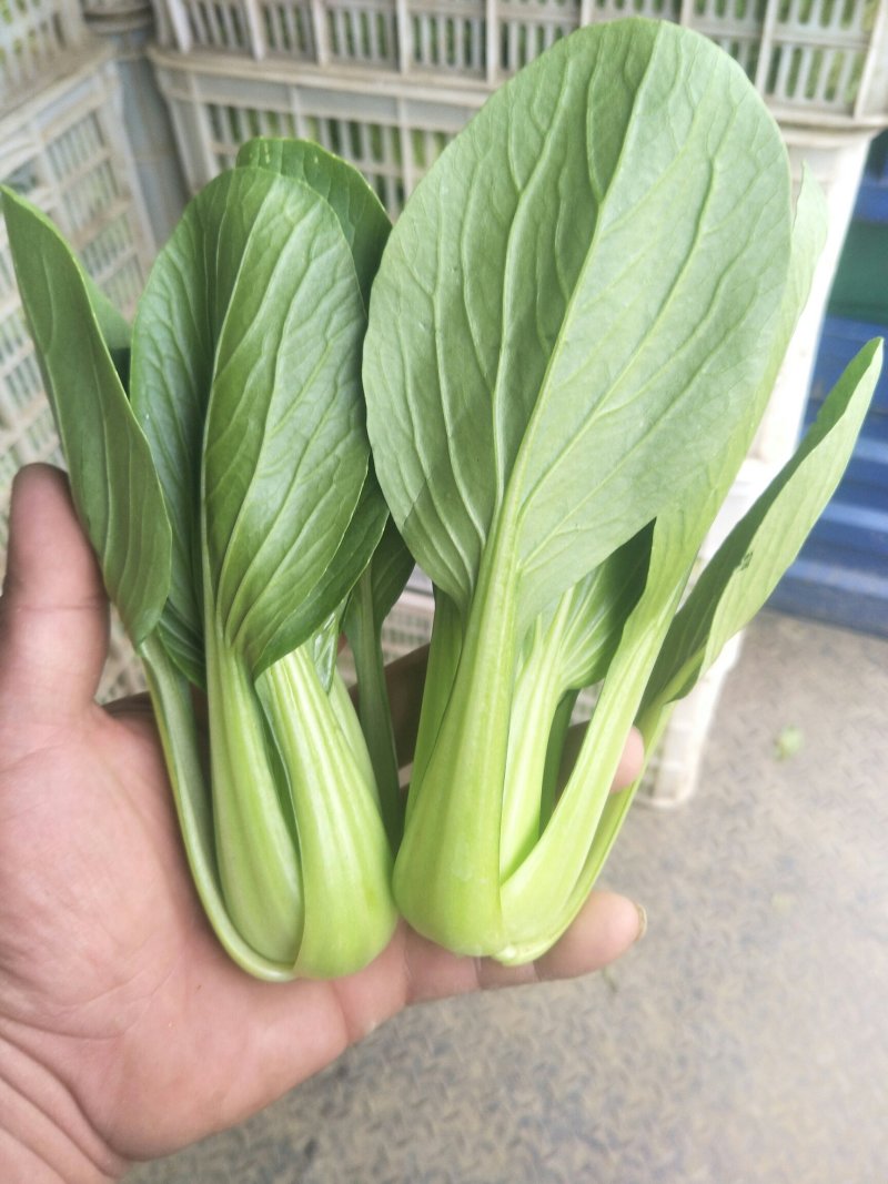精品青菜，叶菜类，常年不断货，质量有保证，欢迎各位老板洽