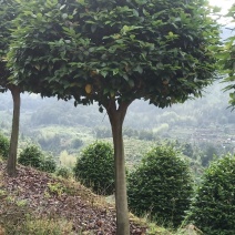 高杆烈香茶花，香水茶花