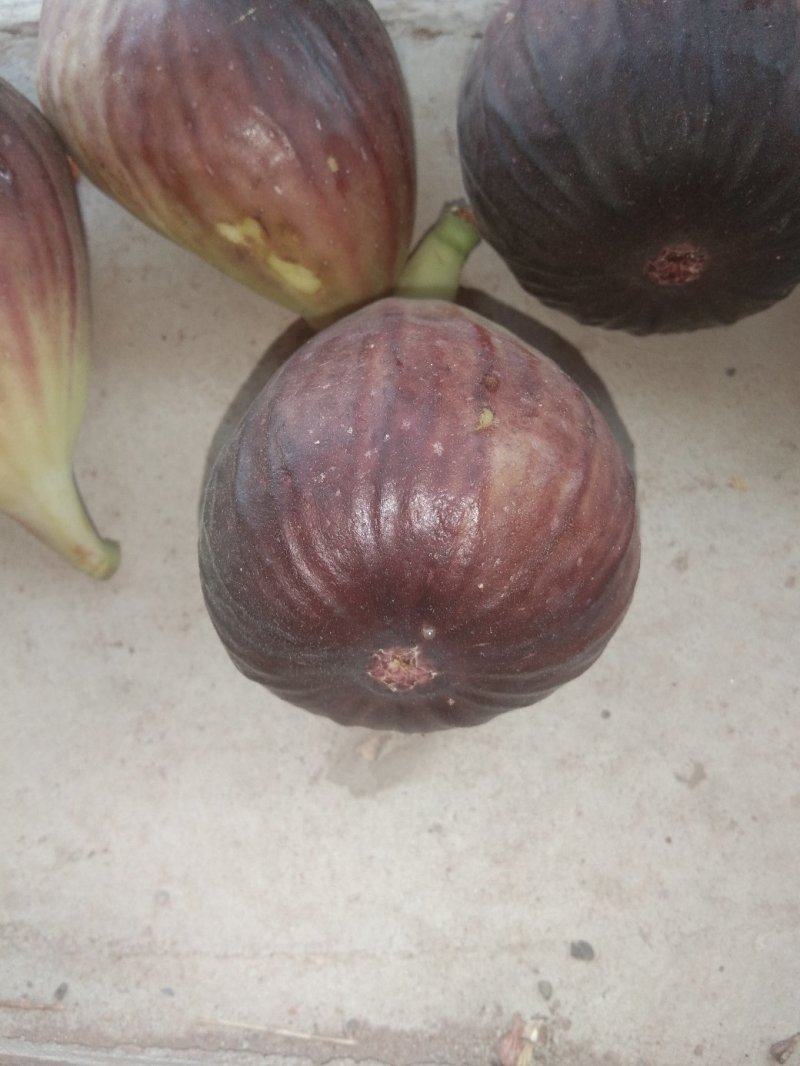 反季节无花果
