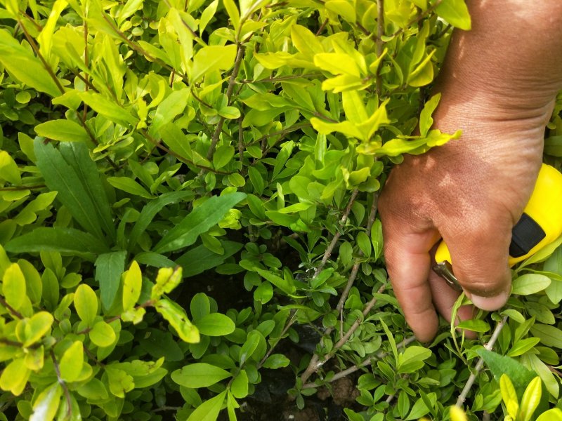 优质水蜡多分枝量大优惠分枝旺盛冠幅好欢迎实地看货