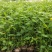 优质棣棠多芽棣棠一手货源欢迎实地看货选购