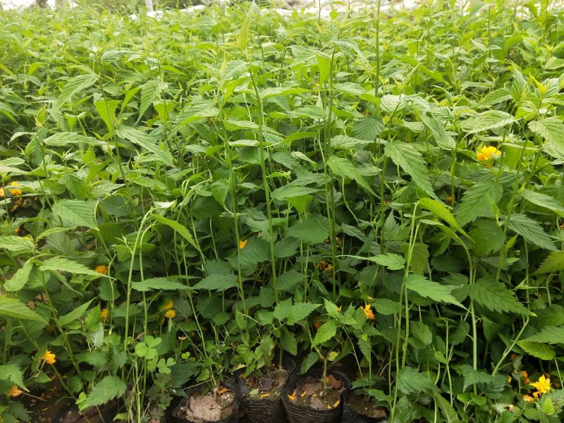 优质棣棠多芽棣棠一手货源欢迎实地看货选购
