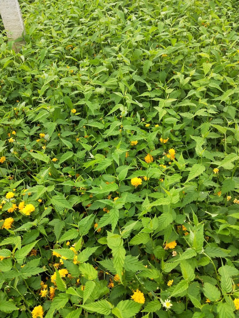 优质棣棠多芽棣棠一手货源欢迎实地看货选购