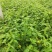 优质棣棠多芽棣棠一手货源欢迎实地看货选购