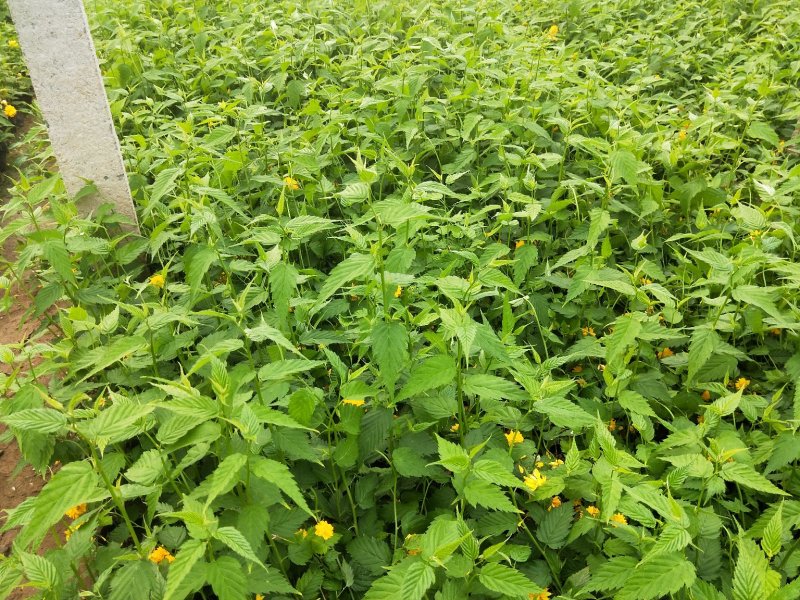 优质棣棠多芽棣棠一手货源欢迎实地看货选购