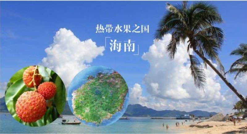 儋州市大量批发妃子笑