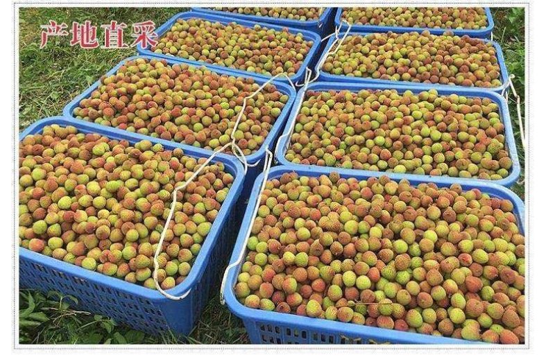 儋州市大量批发妃子笑