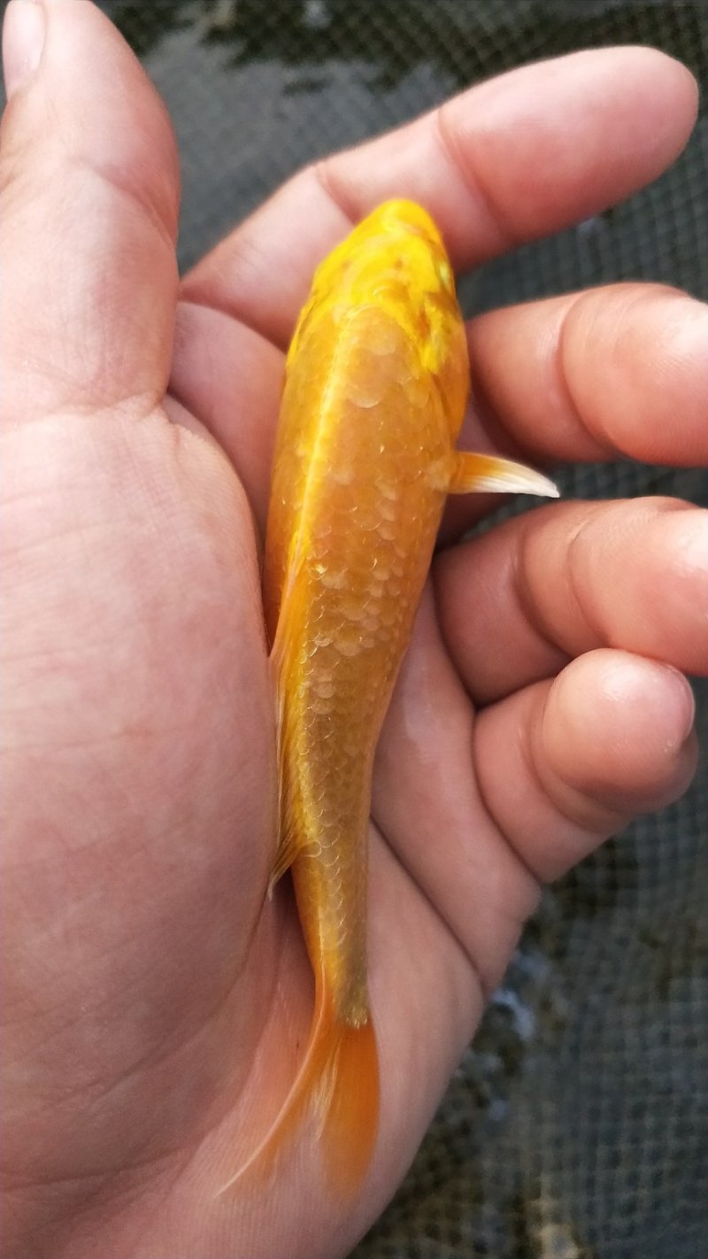 观常鱼苗锦鲤鱼苗颜色鲜艳品种规格齐全