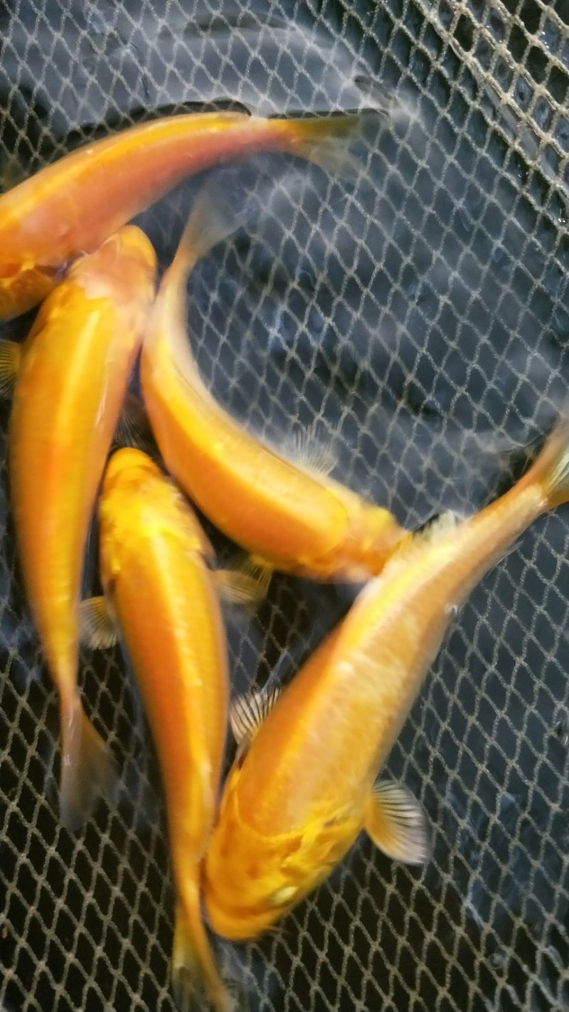 观常鱼苗锦鲤鱼苗颜色鲜艳品种规格齐全