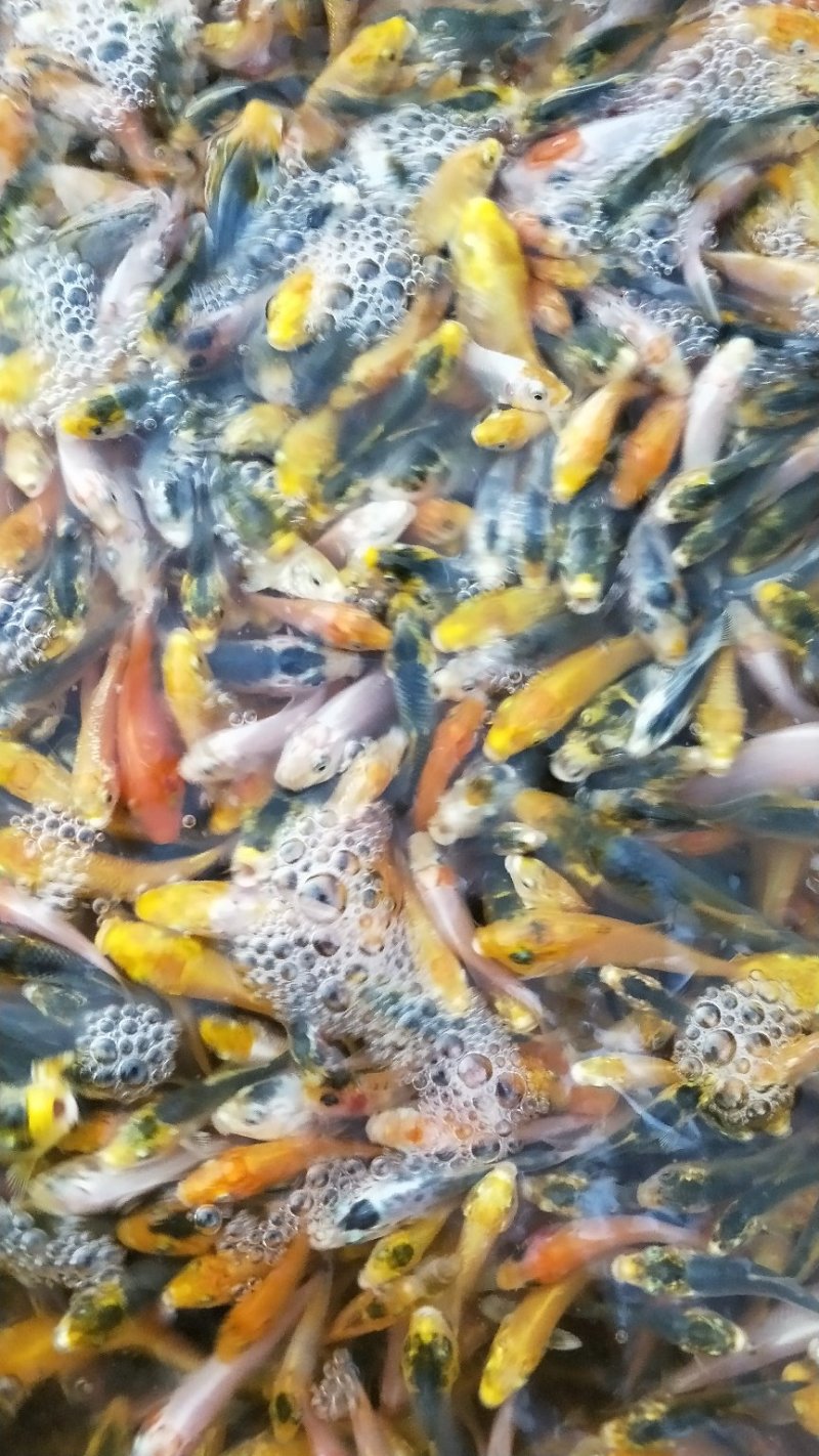 观常鱼苗锦鲤鱼苗颜色鲜艳品种规格齐全