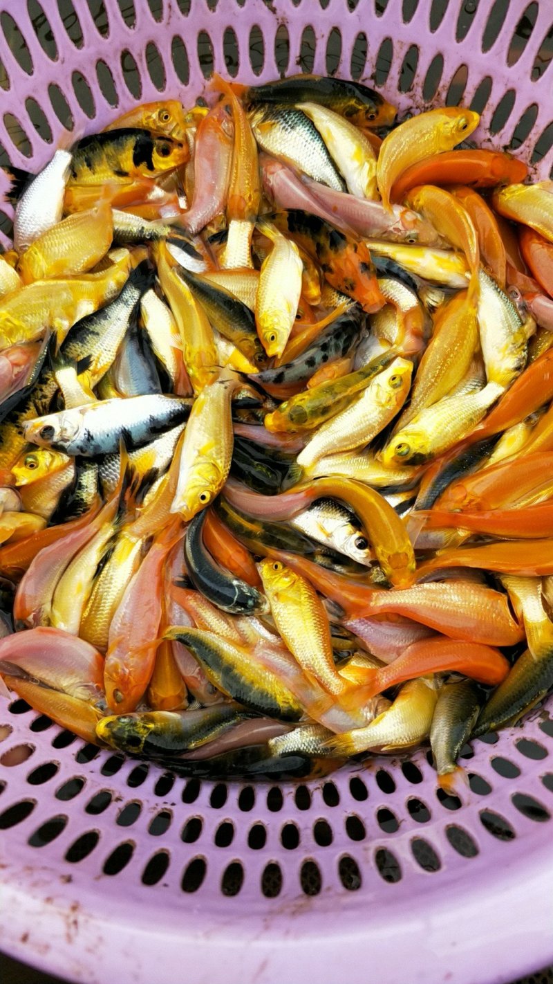 观常鱼苗锦鲤鱼苗颜色鲜艳品种规格齐全