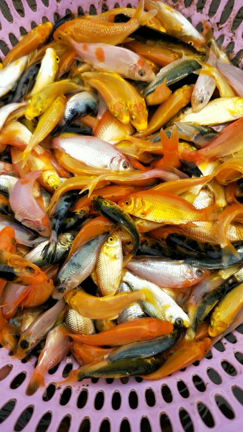 观常鱼苗锦鲤鱼苗颜色鲜艳品种规格齐全