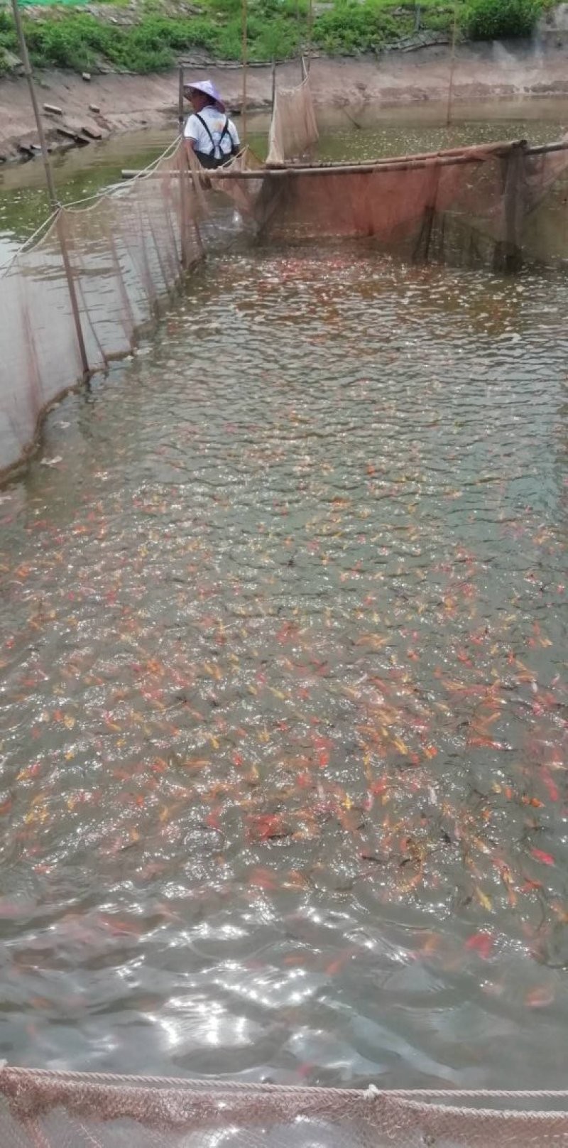 锦鲤鱼苗三色锦鲤鱼苗🌟全国各地支持发货(包邮)