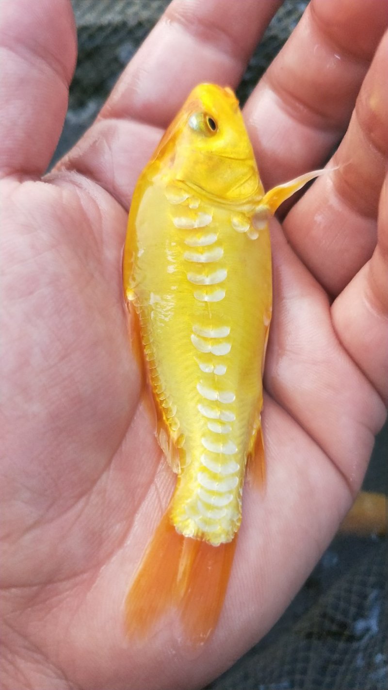 观常鱼苗锦鲤鱼苗颜色鲜艳品种规格齐全