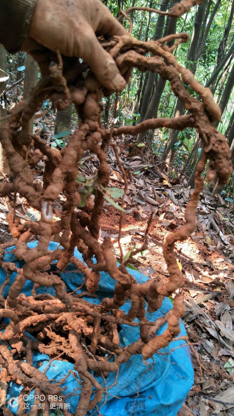 纯野生巴戟天