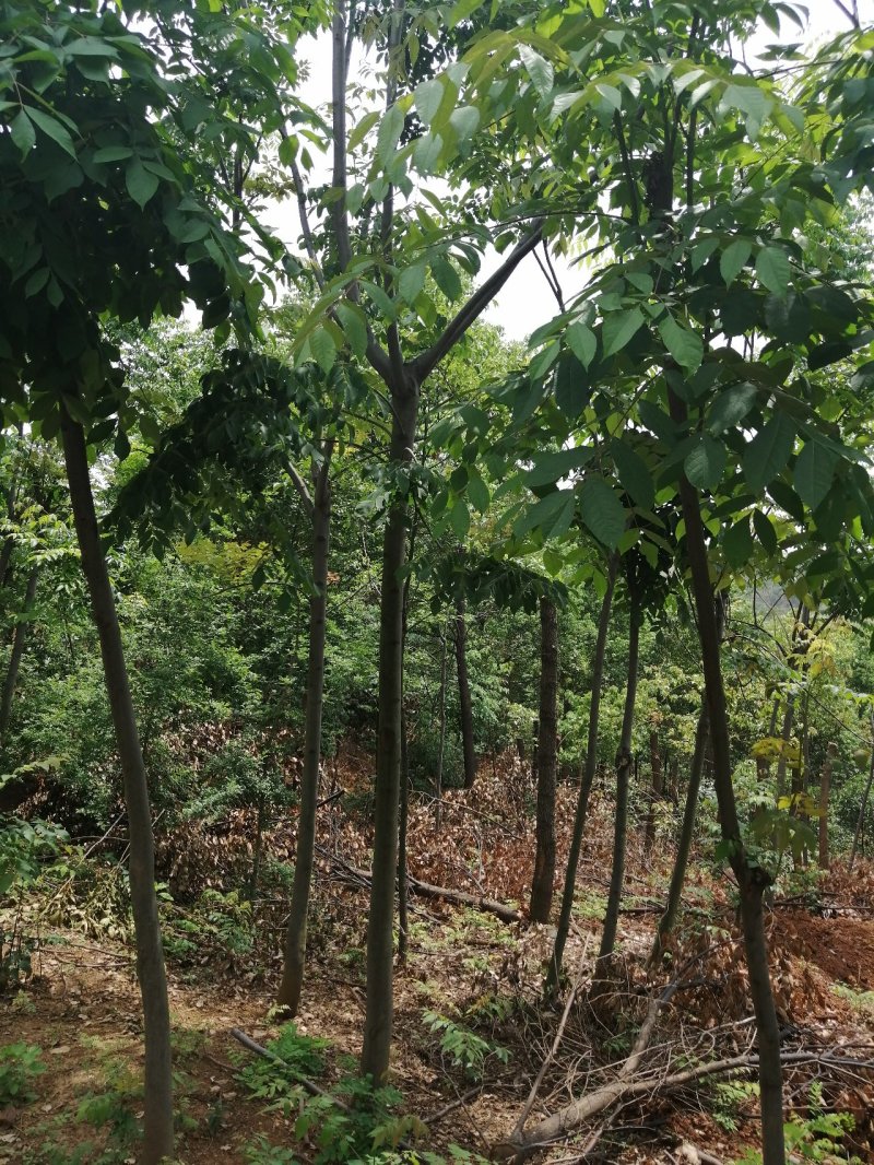 8公分的栾树