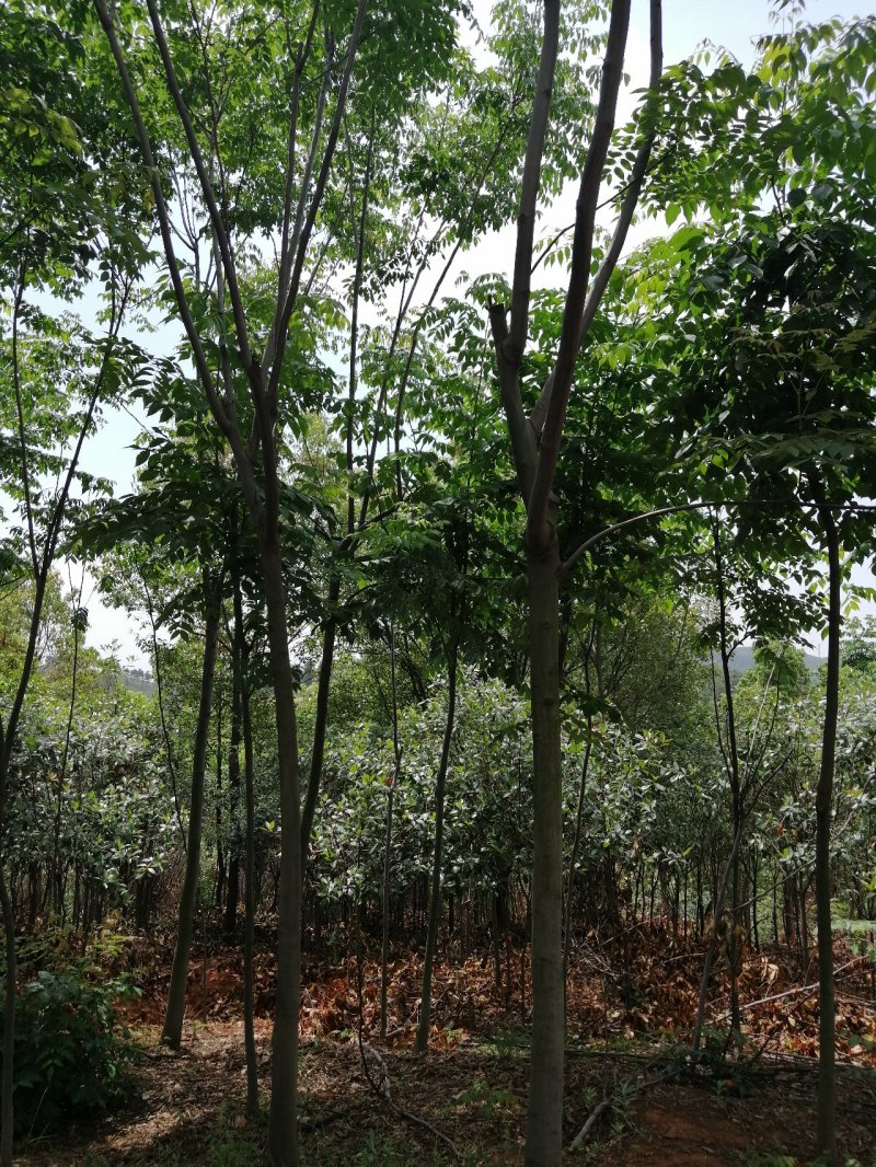 8公分的栾树