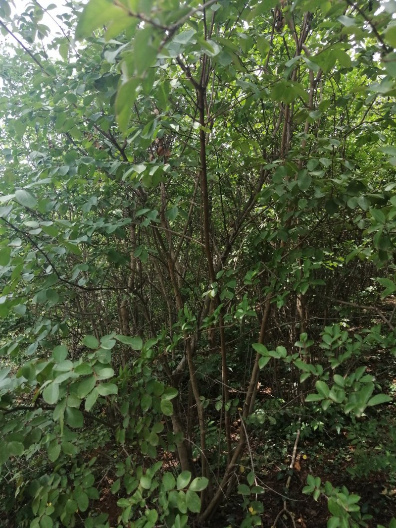 丛生紫薇