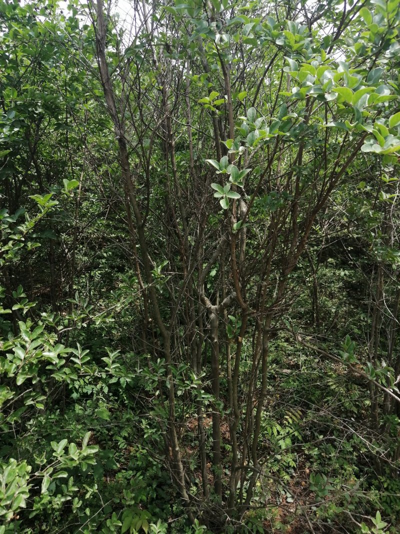 丛生紫薇