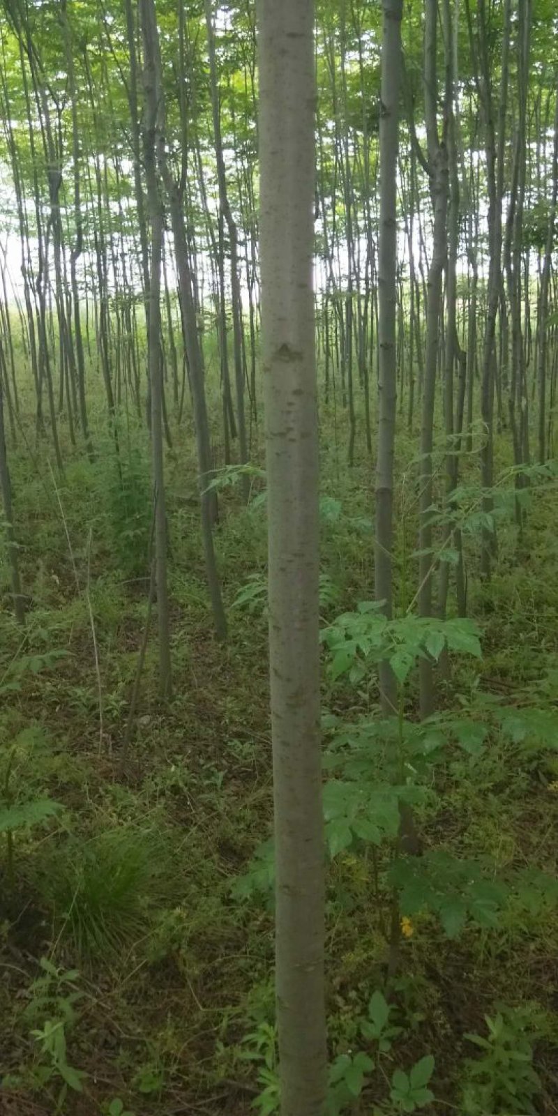 栾树
