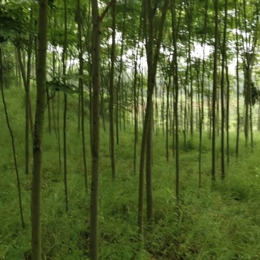栾树
