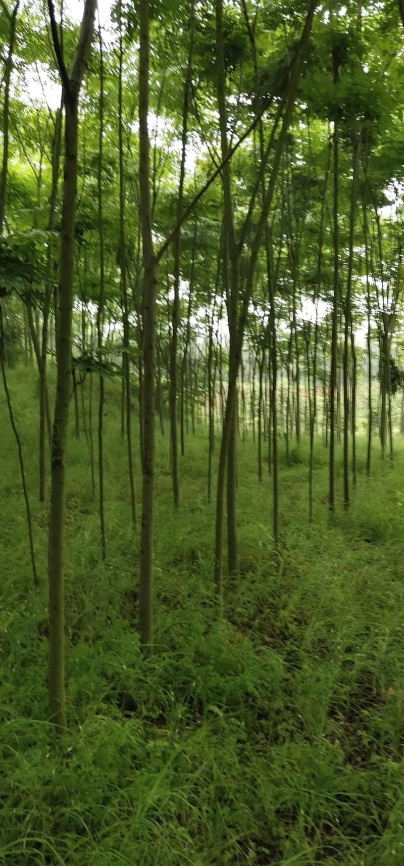 栾树