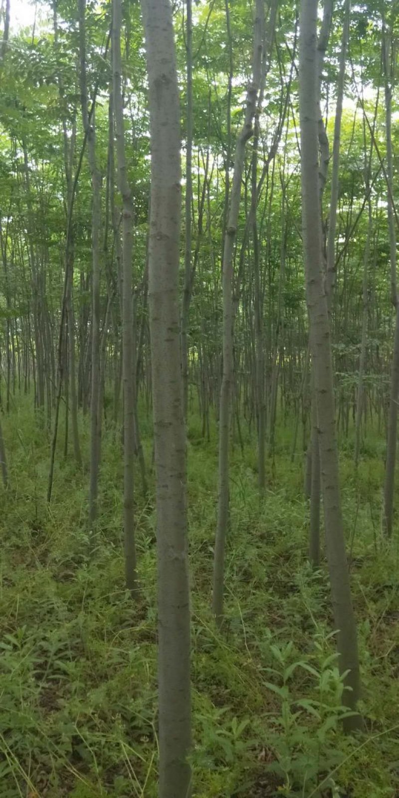 栾树