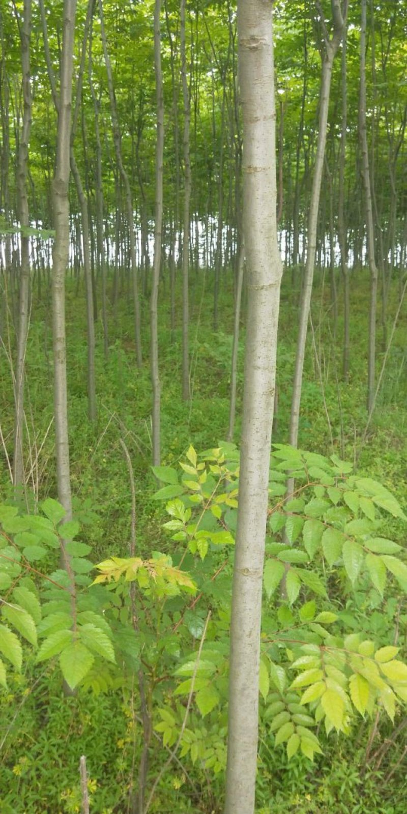 栾树