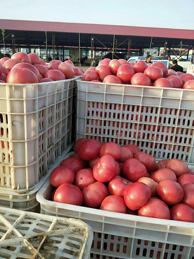河北万亩硬粉西红柿！长期供应个大市场超市电商平台